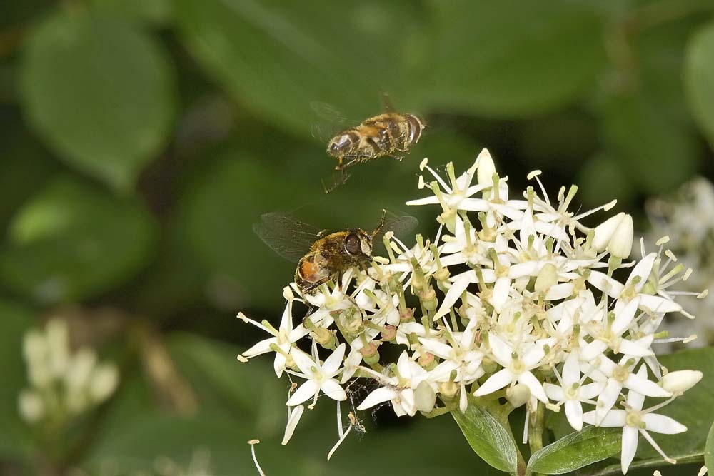 Corteggiamento di syrphidae? 